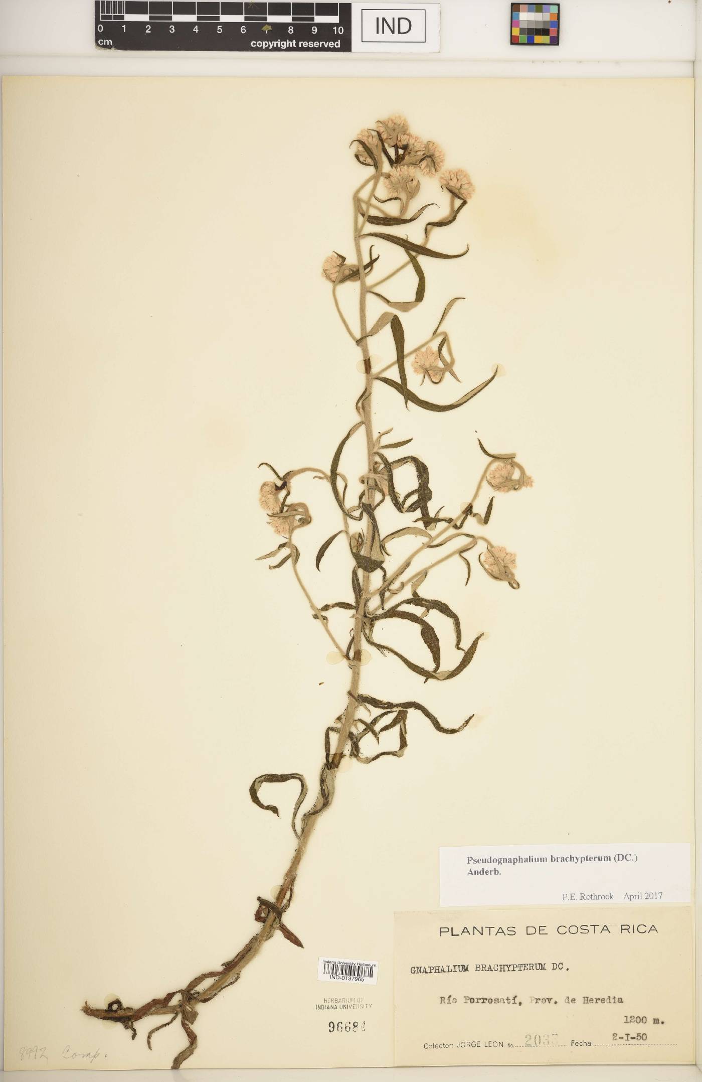Pseudognaphalium brachypterum image