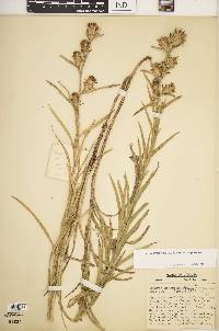 Liatris squarrosa image