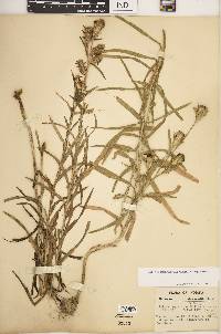 Liatris squarrosa image