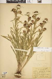 Liatris squarrosa image