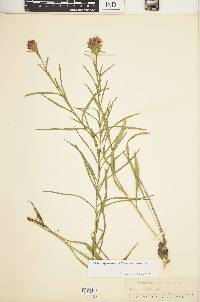 Liatris squarrosa var. squarrosa image