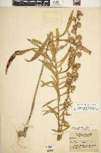 Liatris squarrulosa image