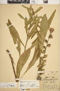 Liatris squarrulosa image