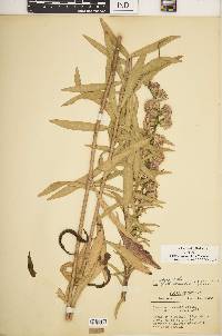 Liatris squarrulosa image