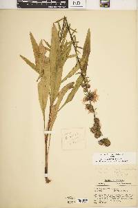 Liatris squarrulosa image