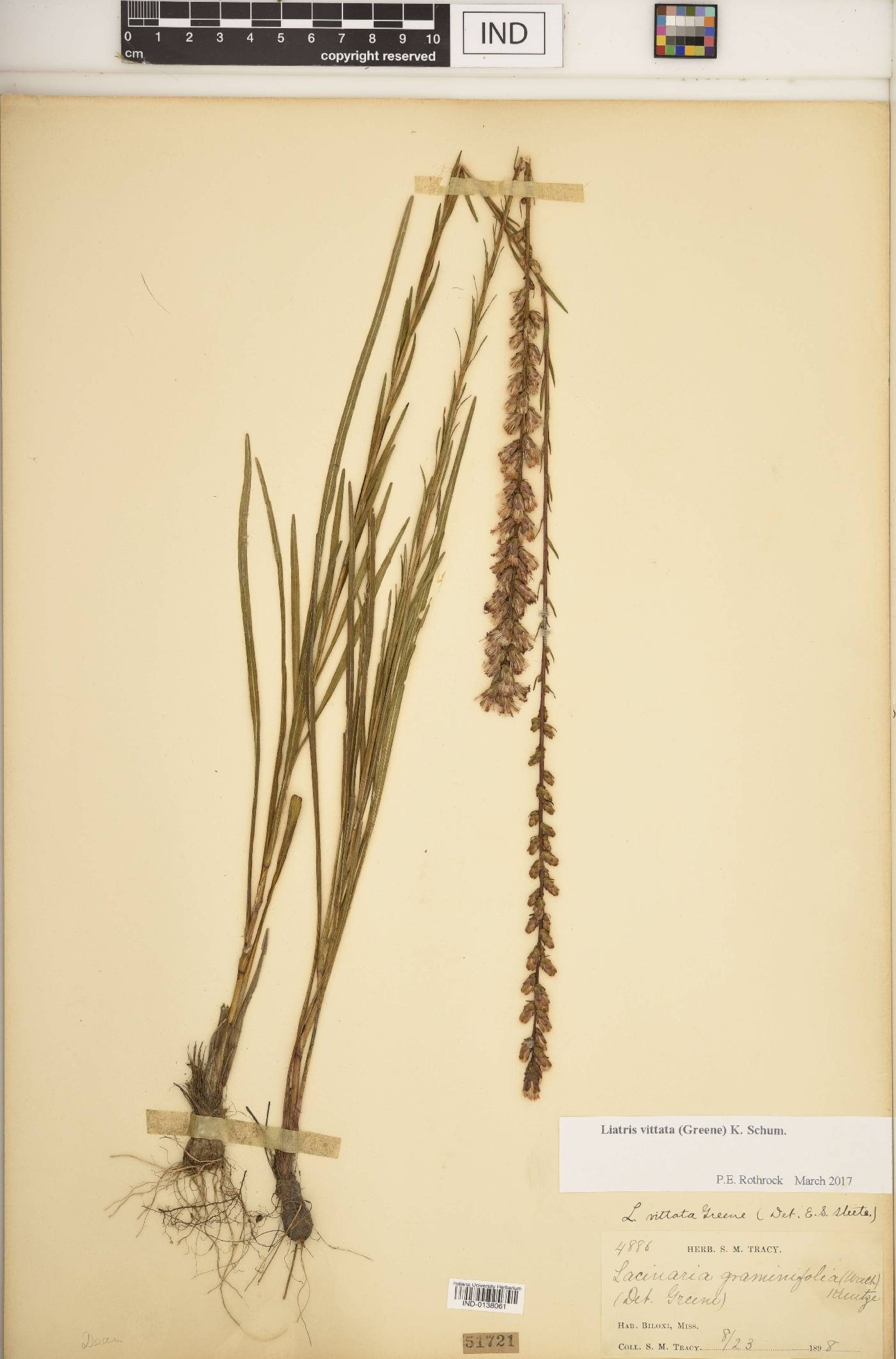 Liatris vittata image