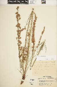 Liatris tenuifolia image