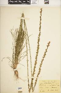 Liatris tenuifolia image