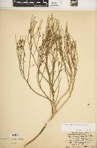 Lygodesmia juncea image