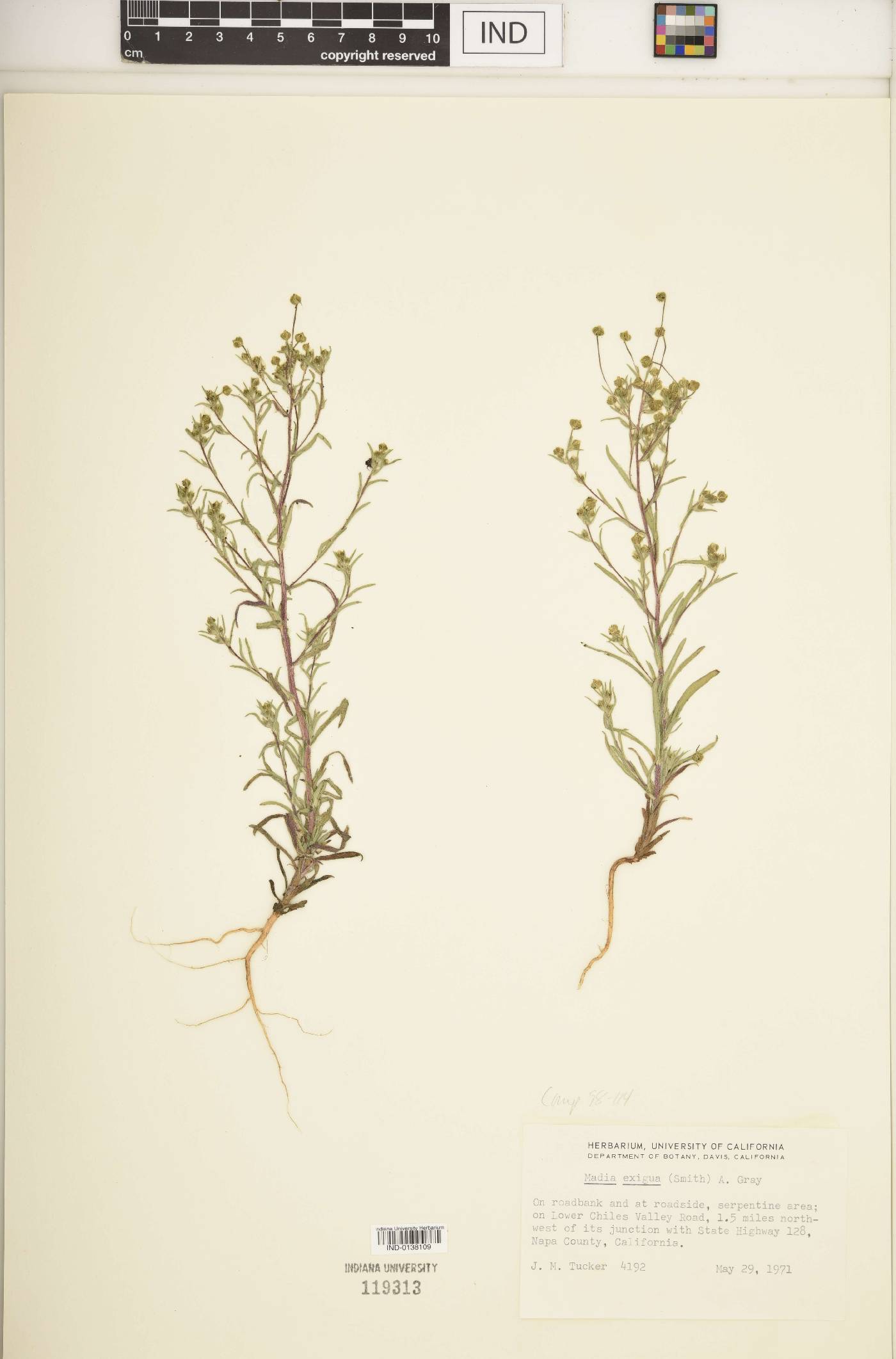 Madia exigua image