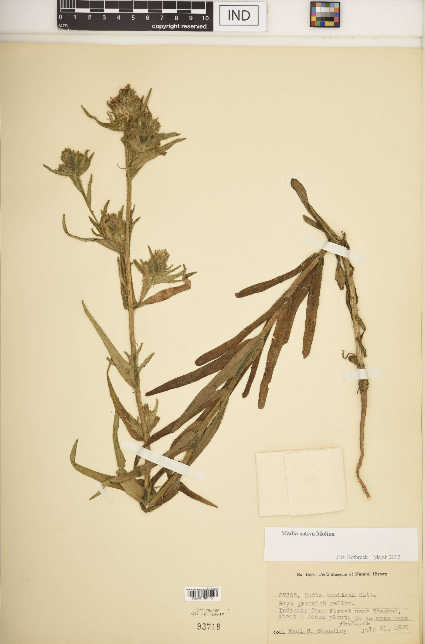 Madia sativa image