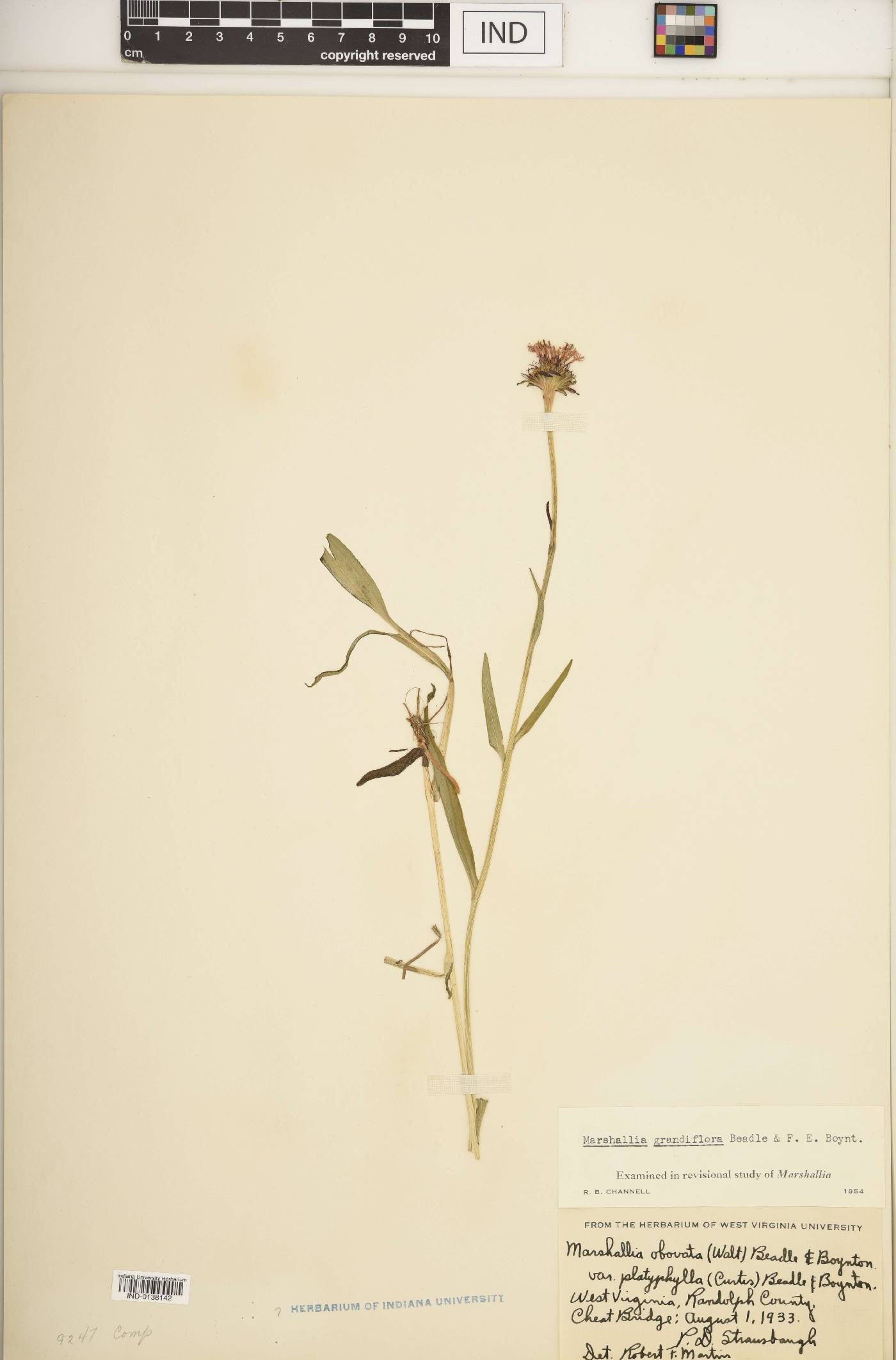 Marshallia grandiflora image