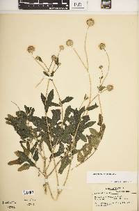 Melanthera parviflora image