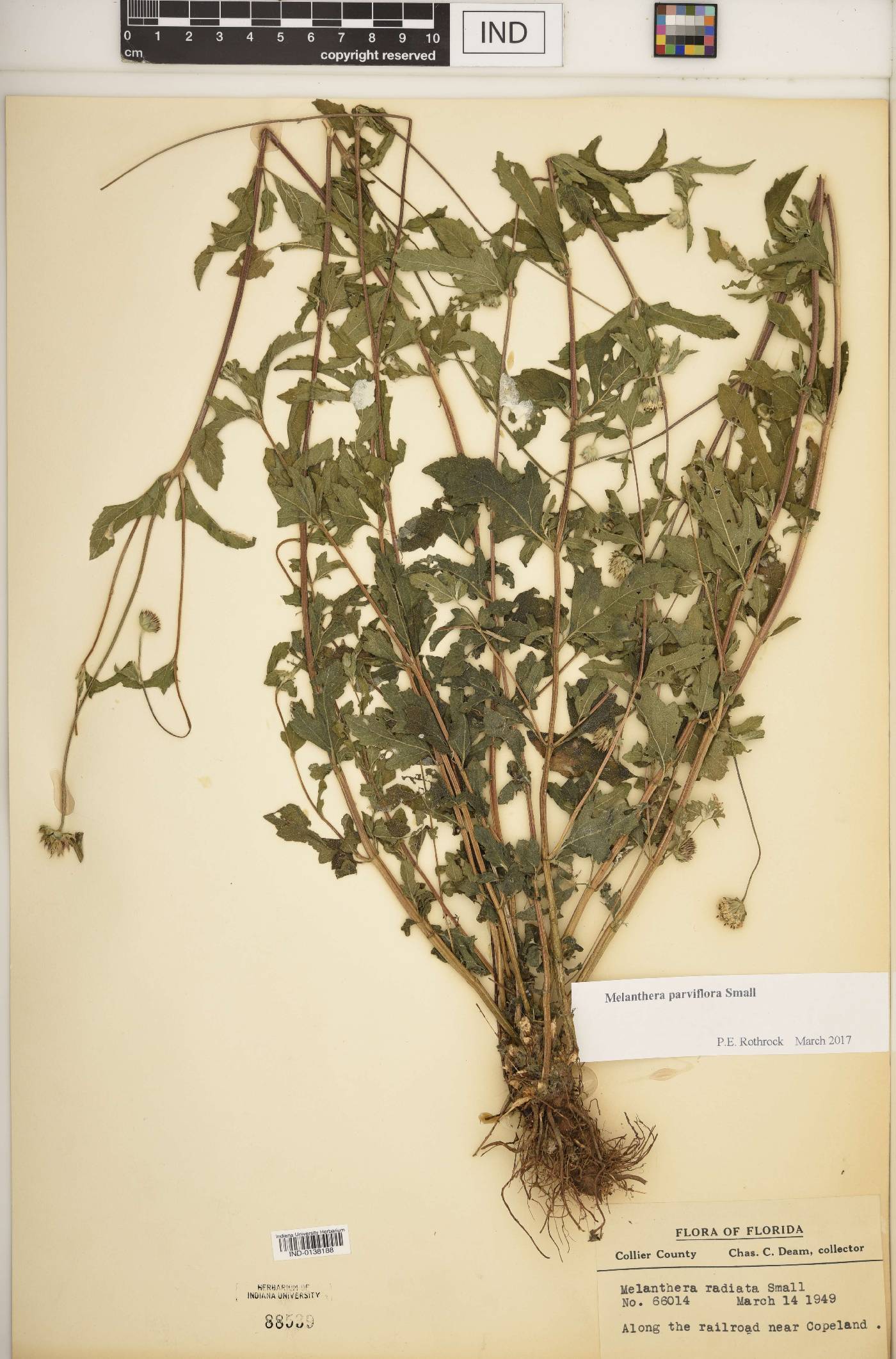 Melanthera parviflora image