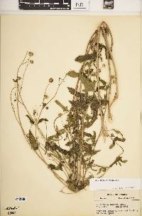 Melanthera parviflora image