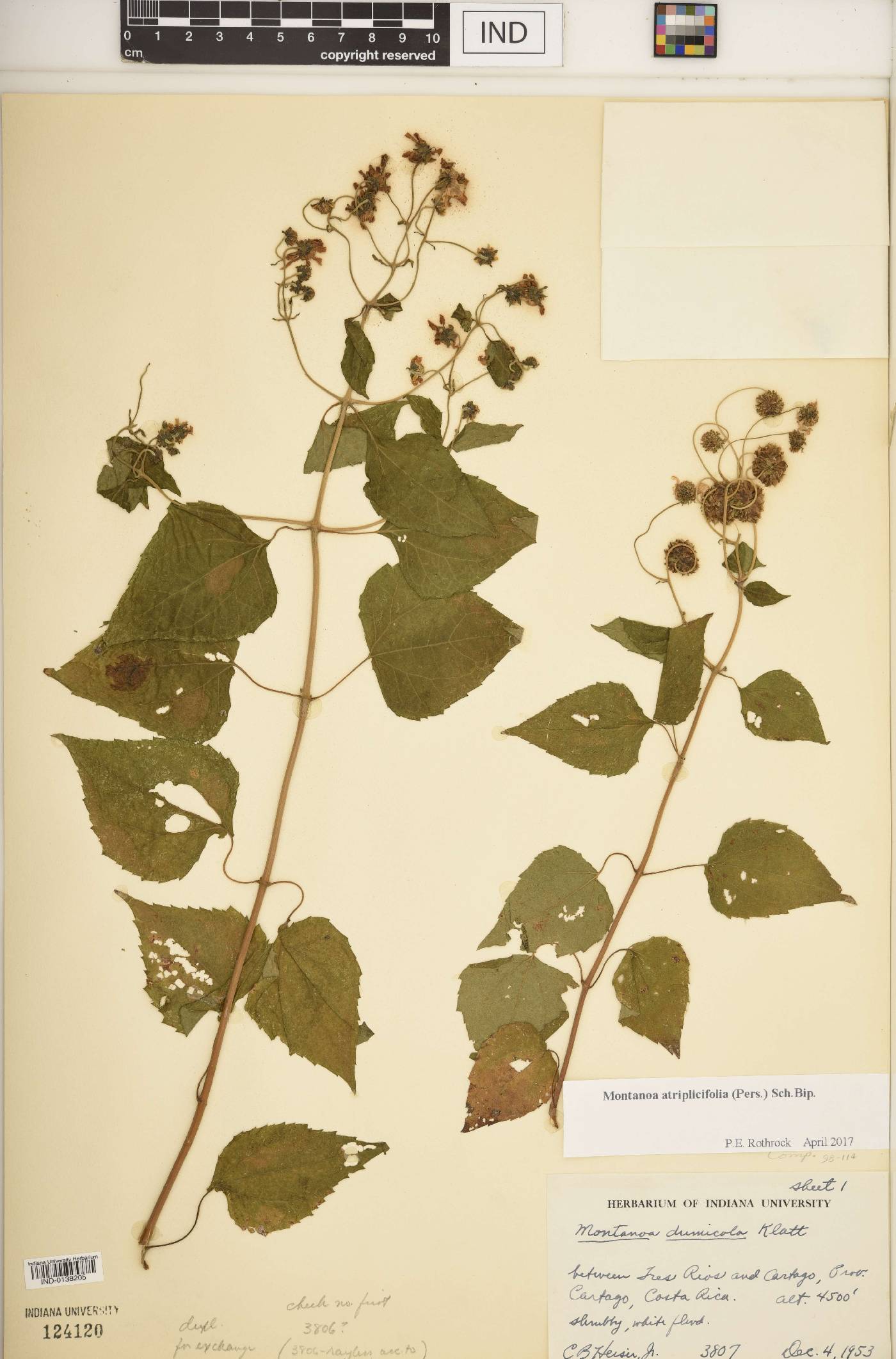 Montanoa atriplicifolia image