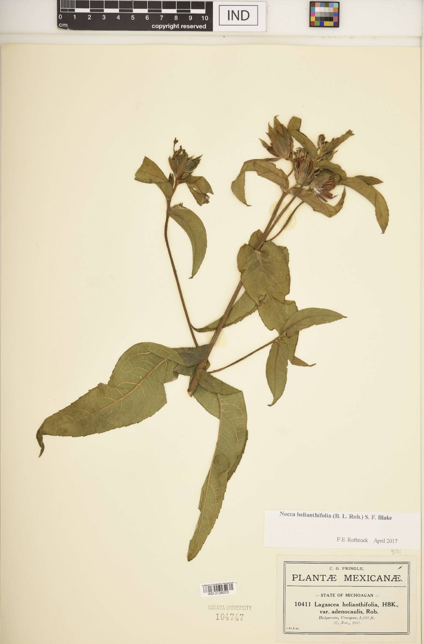 Nocca helianthifolia image