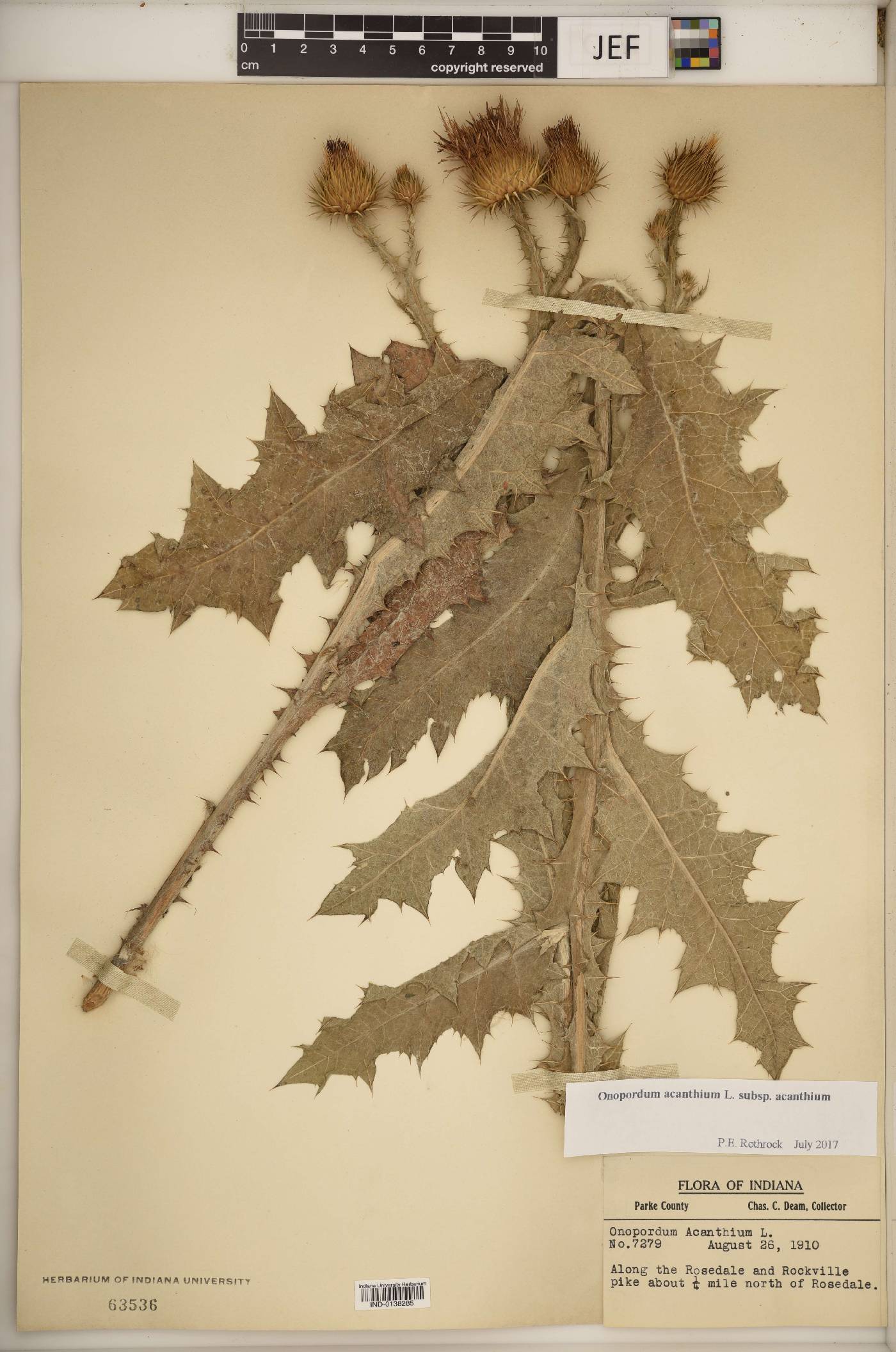 Onopordum acanthium subsp. acanthium image