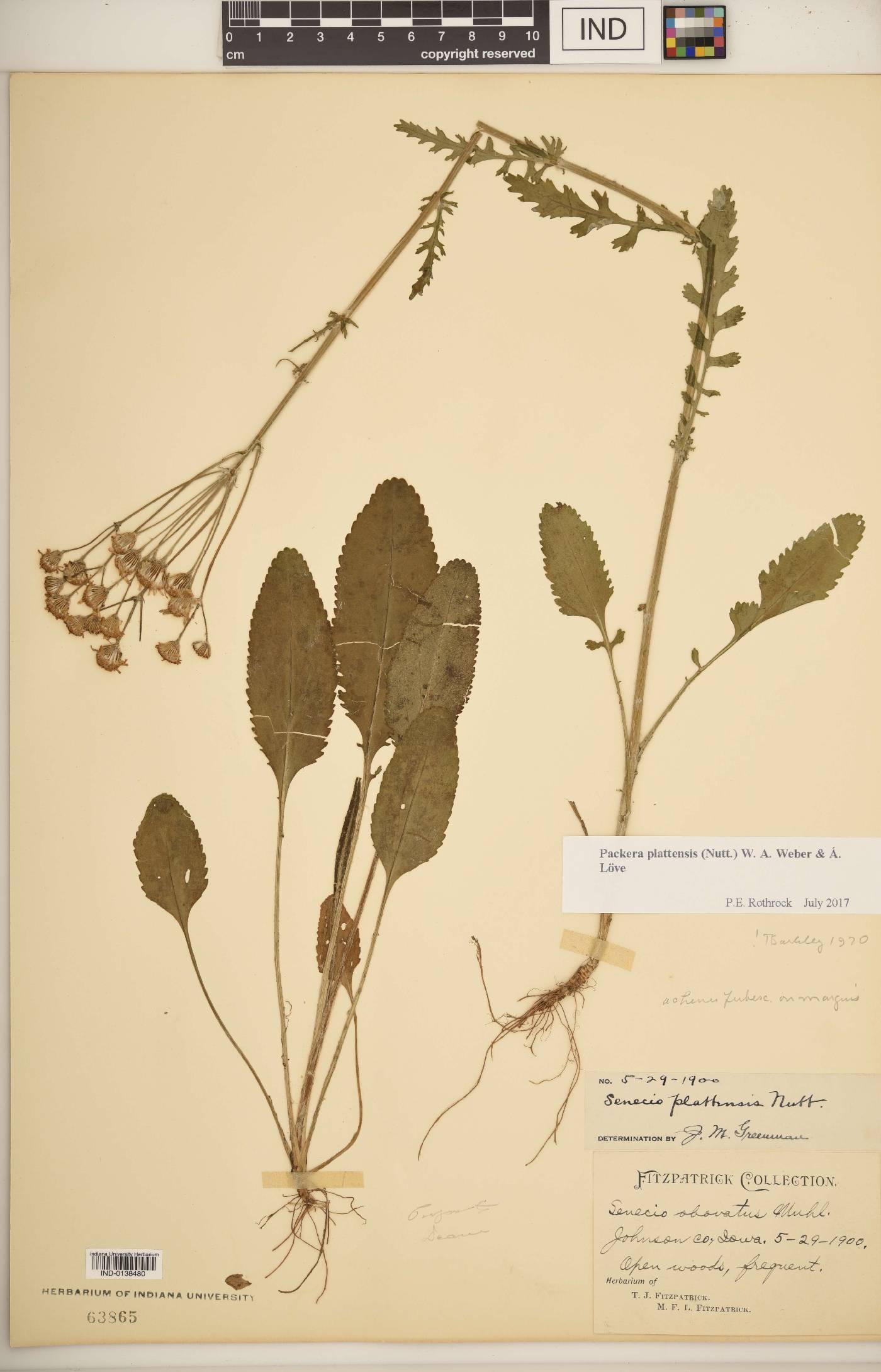 Packera plattensis image