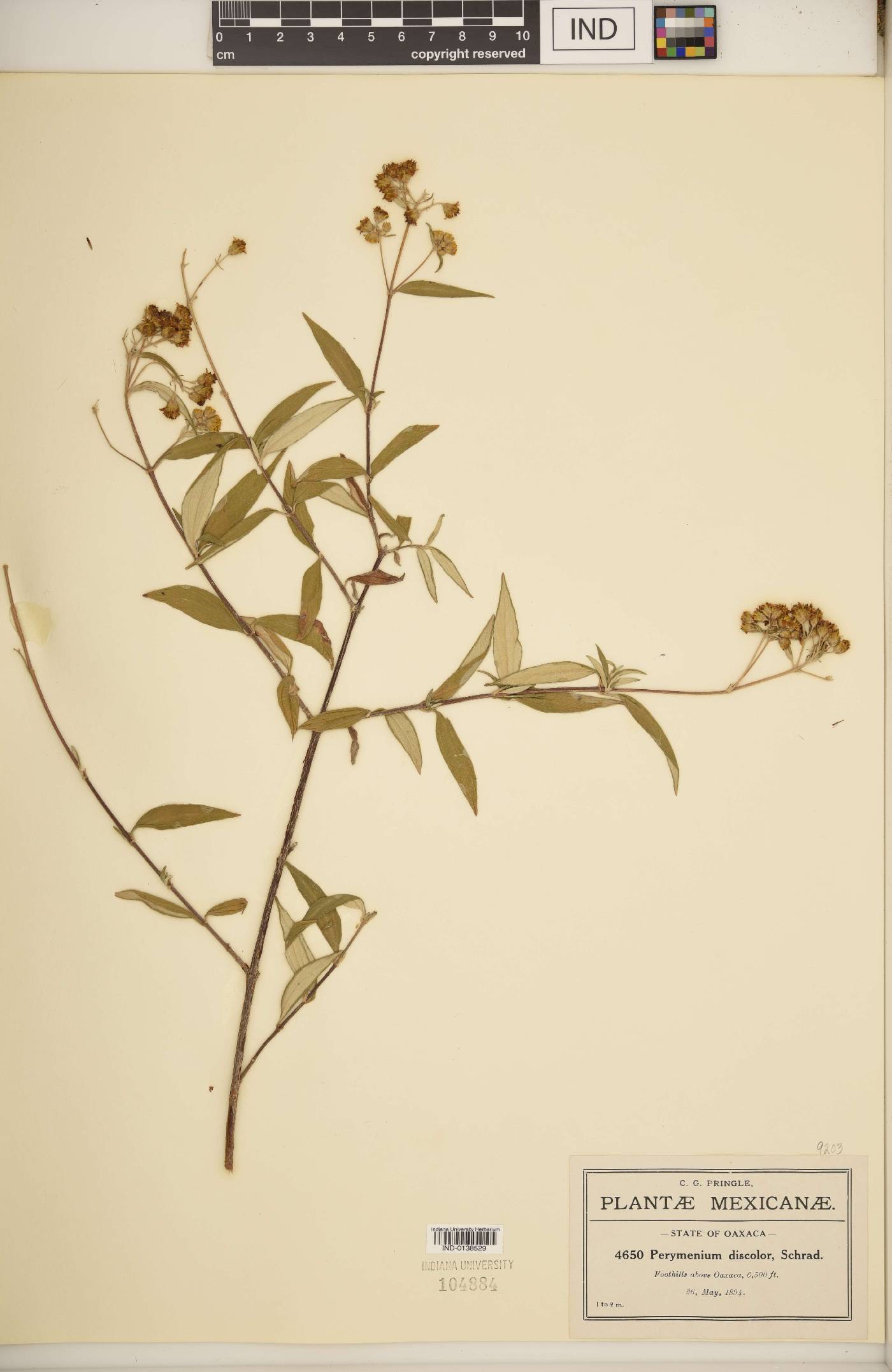Perymenium discolor image