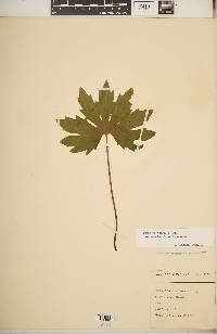 Petasites frigidus image