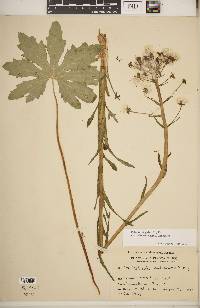 Petasites frigidus image