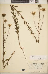 Phoebanthus grandiflorus image