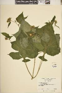Polymnia canadensis image