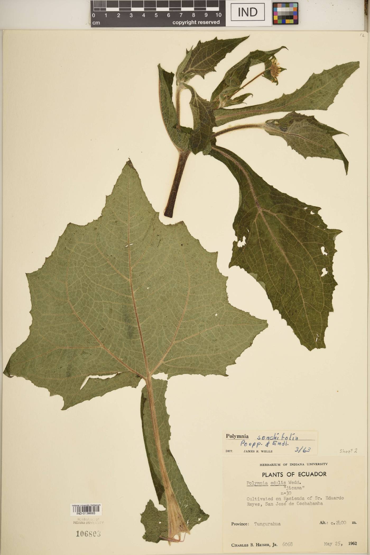 Smallanthus sonchifolius image