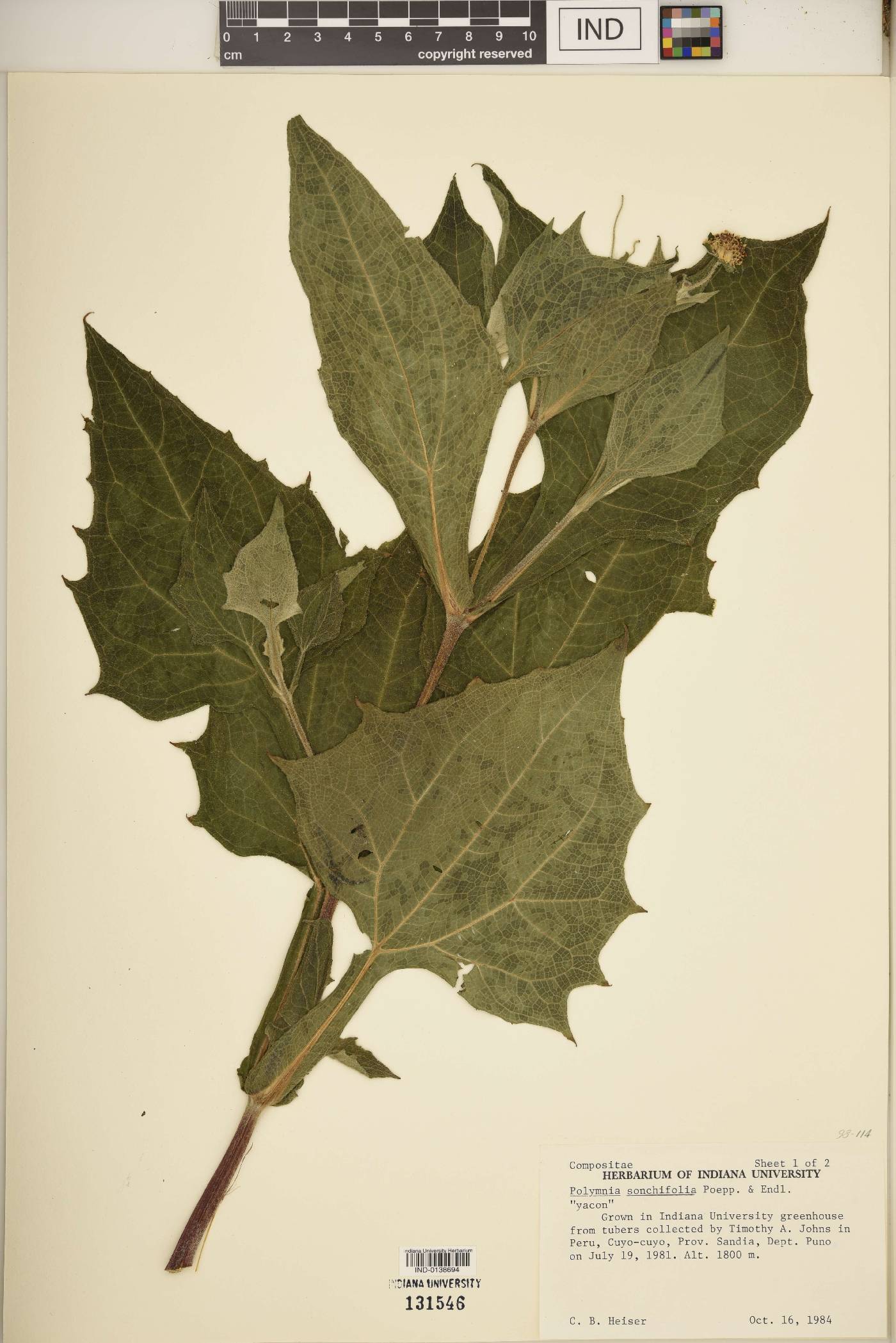 Smallanthus sonchifolius image