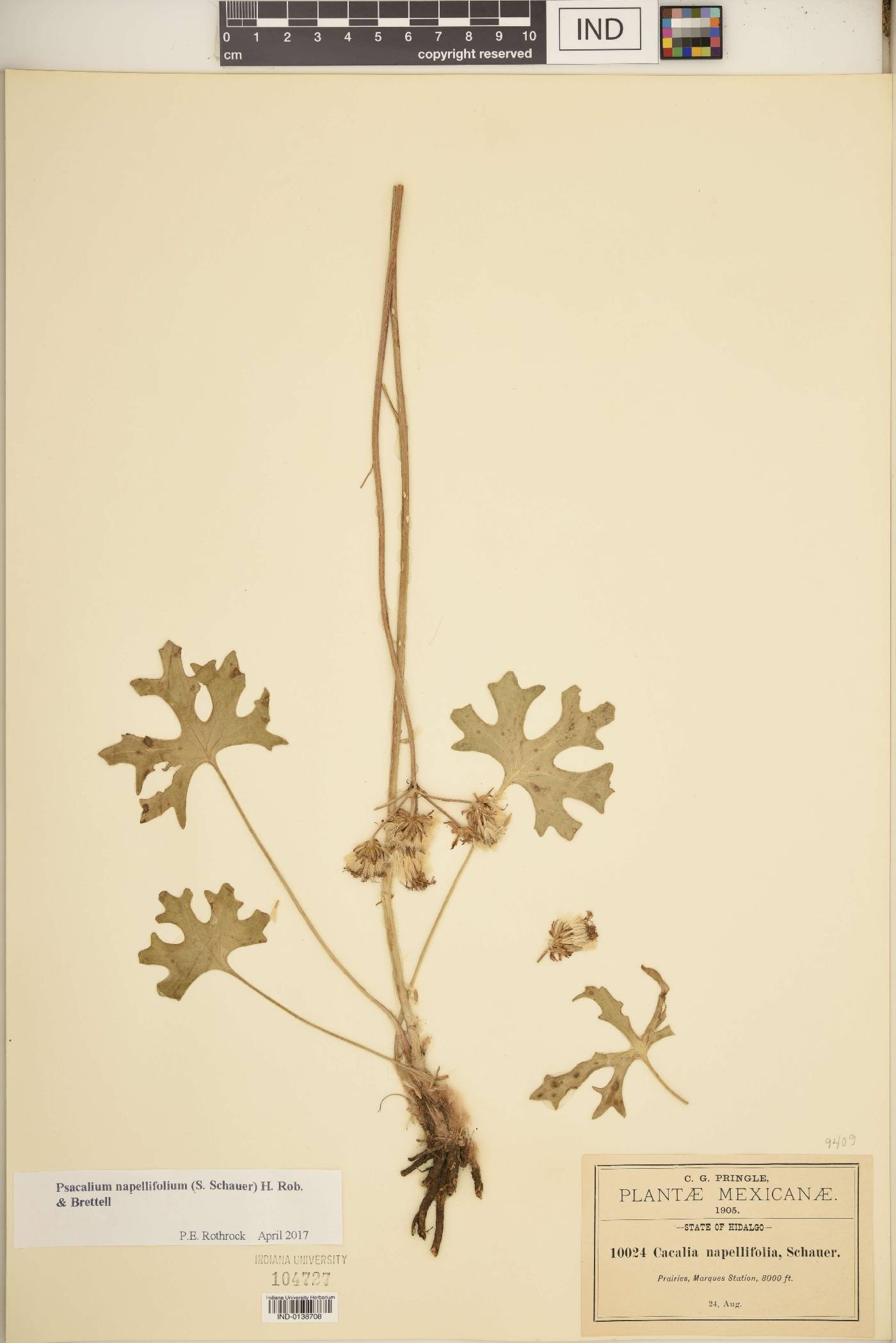 Psacalium napellifolium image