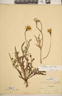 Pyrrhopappus pauciflorus image