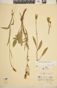 Pyrrhopappus pauciflorus image