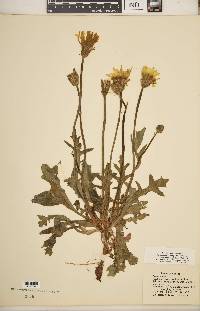 Pyrrhopappus grandiflorus image