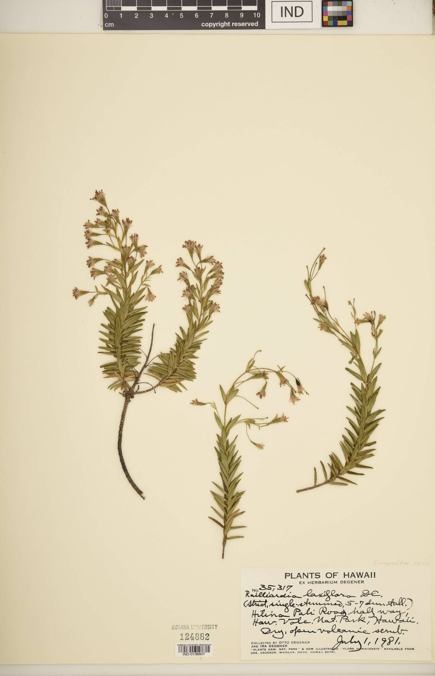 Railliardia laxiflora image