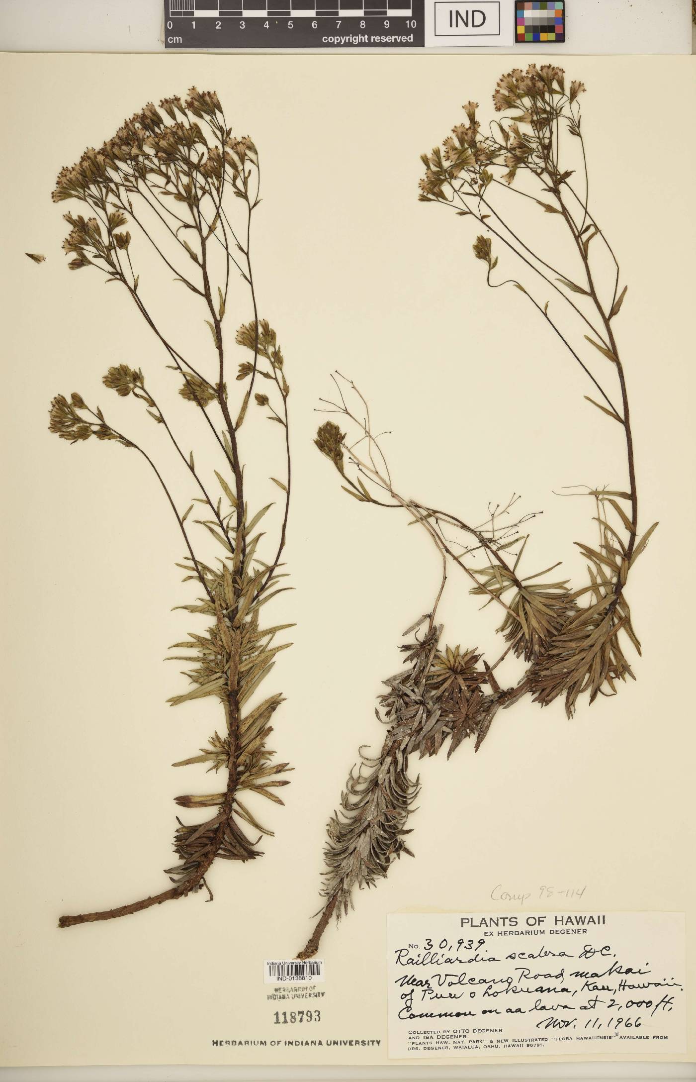 Railliardia scabra image