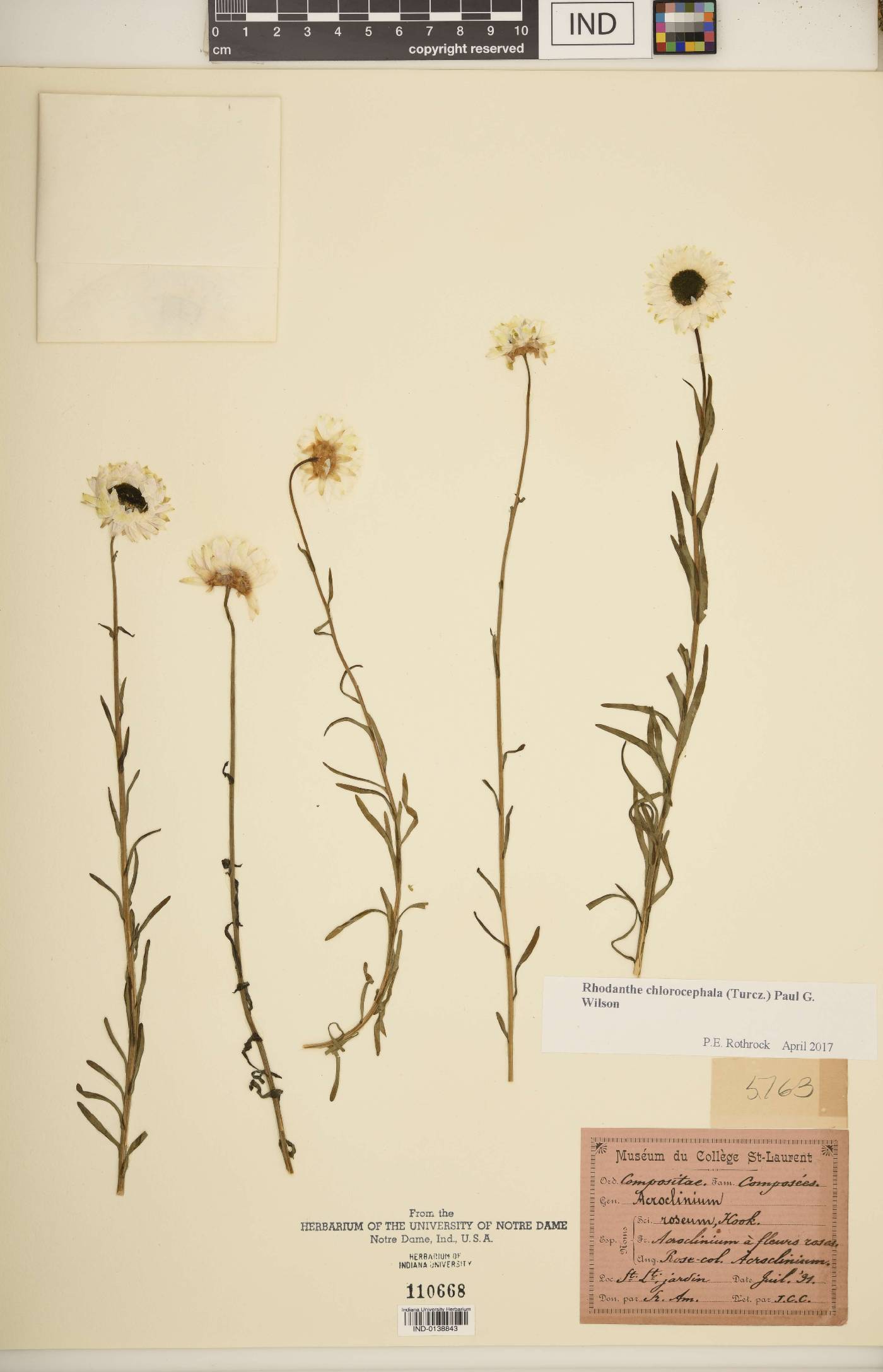 Rhodanthe chlorocephala image