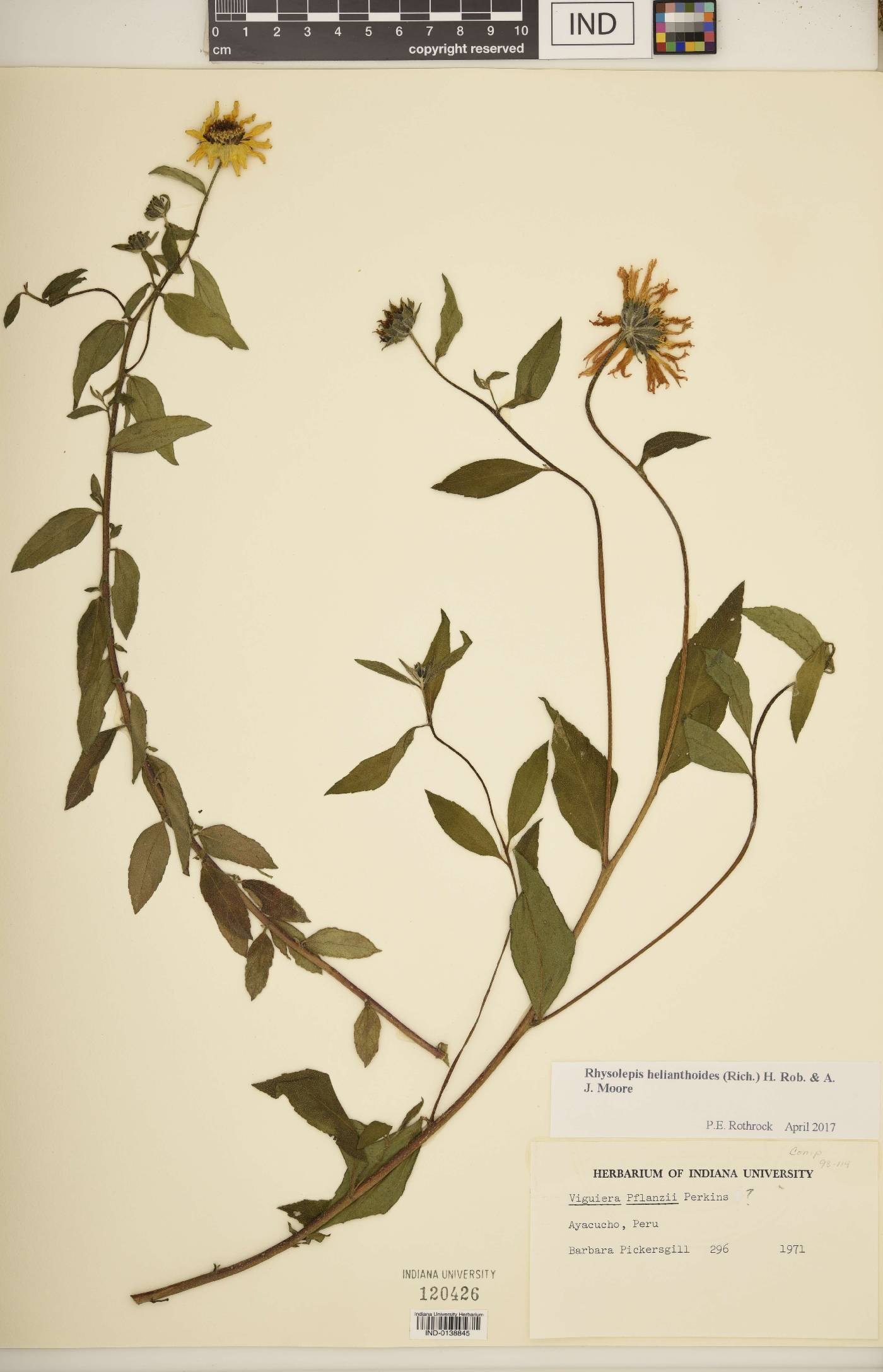 Rhysolepis helianthoides image
