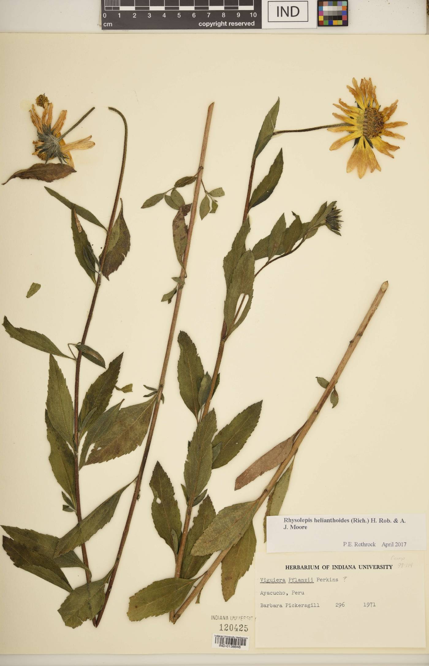 Rhysolepis helianthoides image