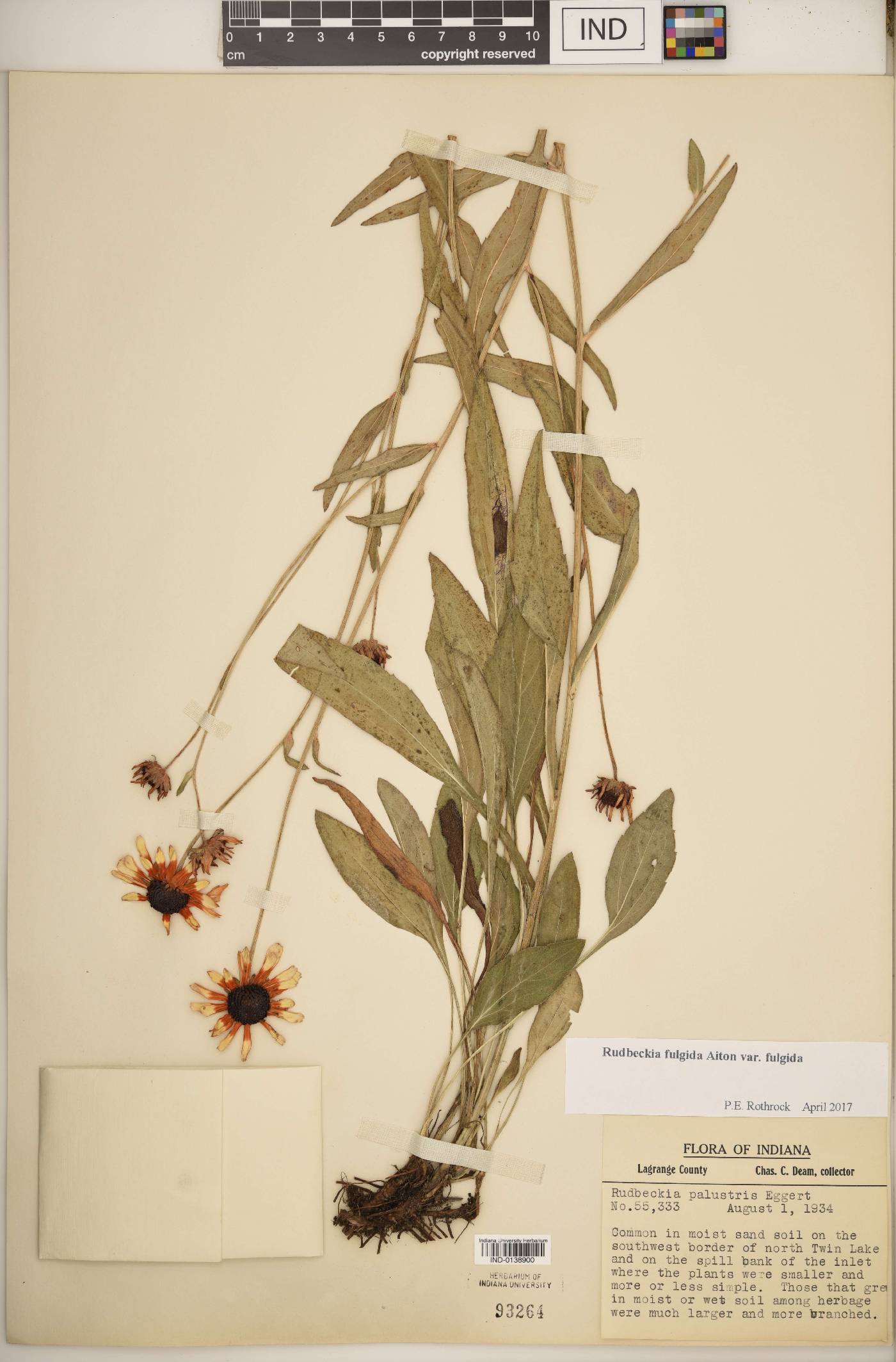 Rudbeckia fulgida var. fulgida image