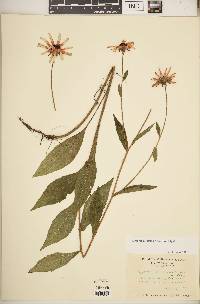 Rudbeckia fulgida var. fulgida image