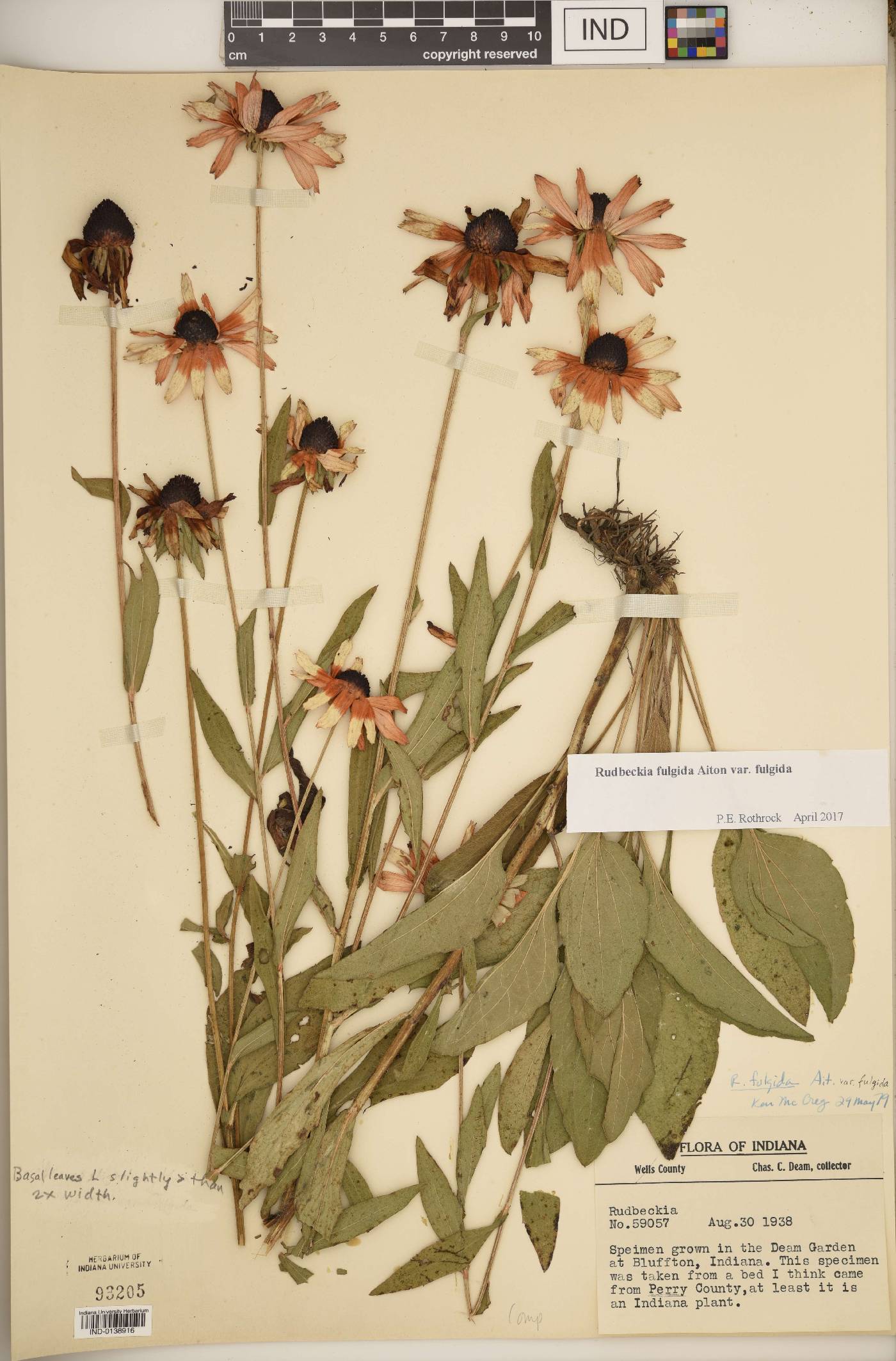 Rudbeckia fulgida var. fulgida image