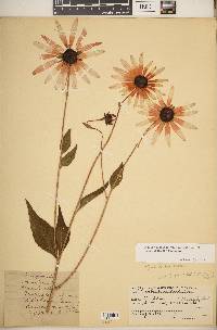 Rudbeckia fulgida image