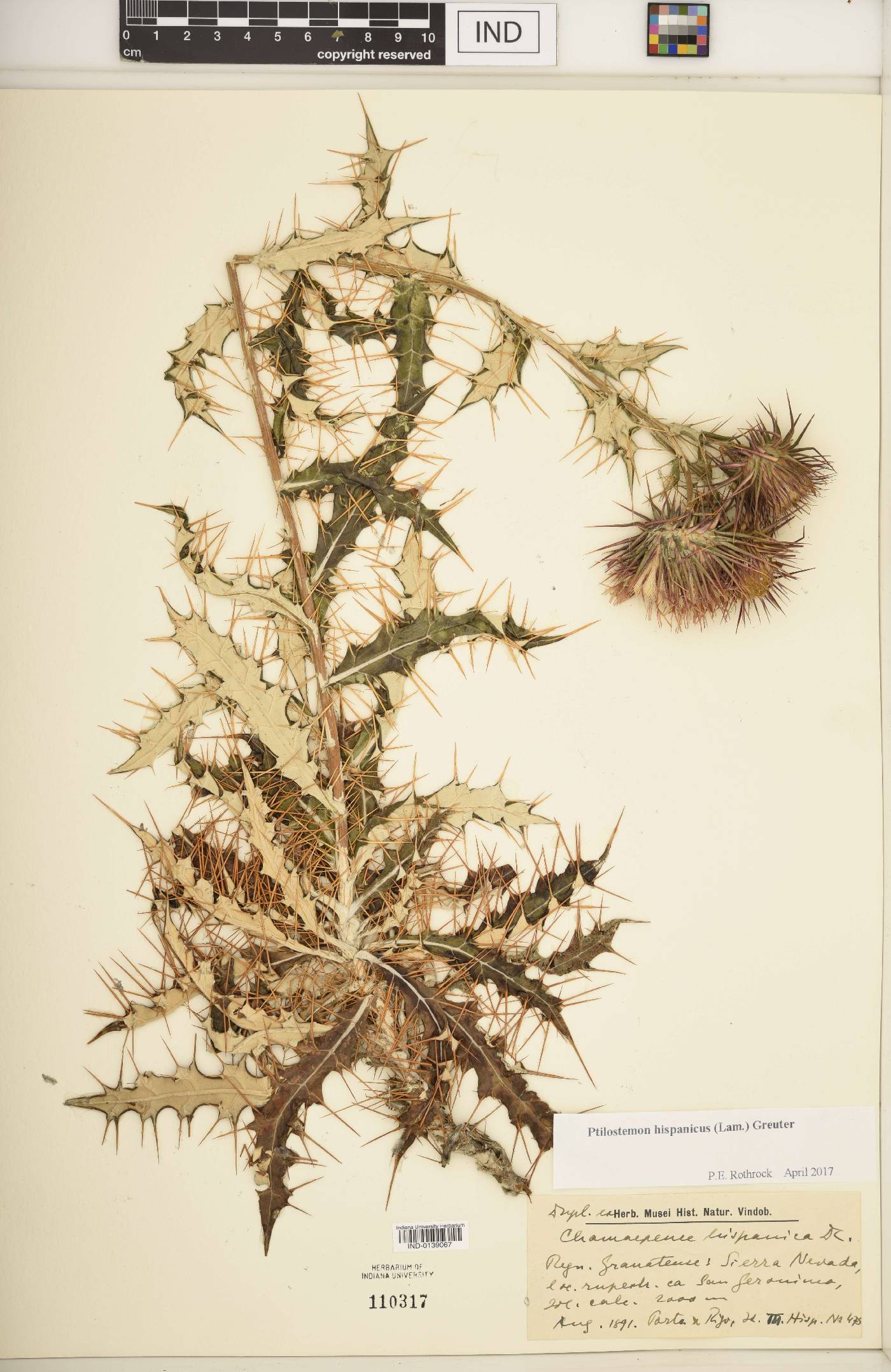 Ptilostemon hispanicus image