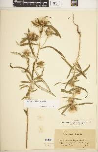 Ptilostemon stellatus image