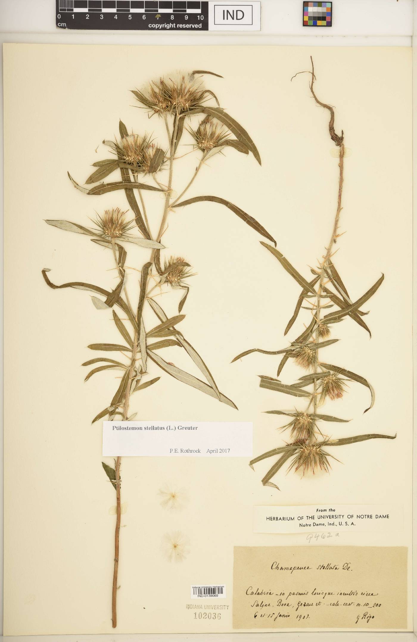 Ptilostemon stellatus image