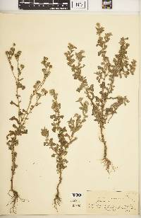 Pulicaria vulgaris image