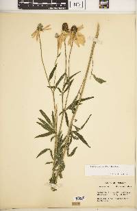 Ratibida pinnata image