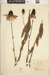 Rudbeckia nitida image