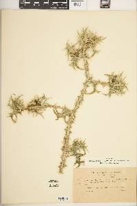 Scolymus maculatus image
